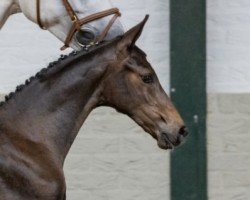 jumper Hengst von Aristoteles V / Cardento (Oldenburg show jumper, 2022, from Aristoteles V)