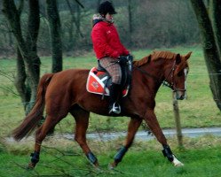 broodmare Baronique (Oldenburg, 2000, from Forrester)