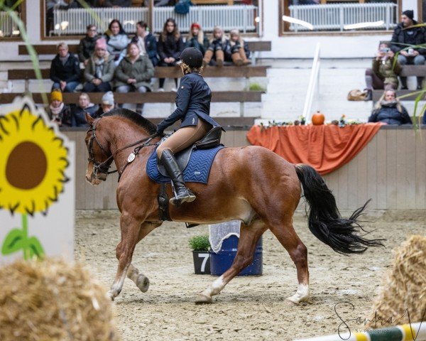 Springpferd Lenni (Freiberger, 2016, von Leon)