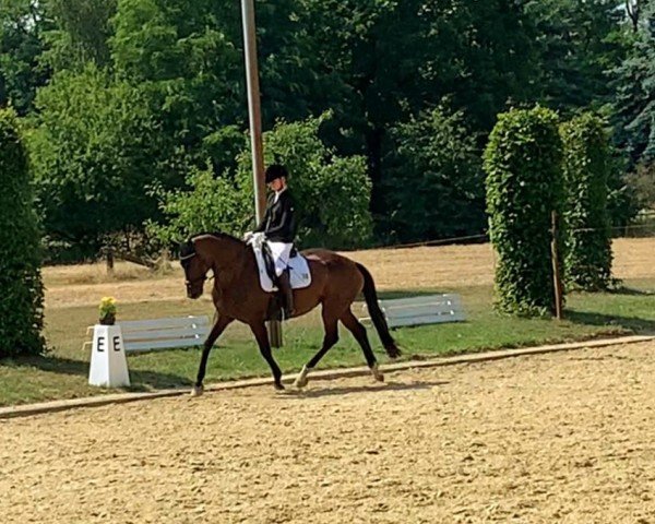 dressage horse Wonapalei 2 (Hanoverian, 2005, from Welser)