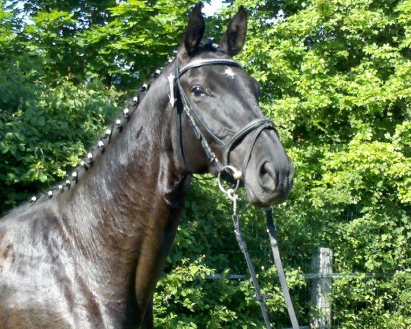 dressage horse Fine Francis K (Trakehner, 2006, from Hofrat)