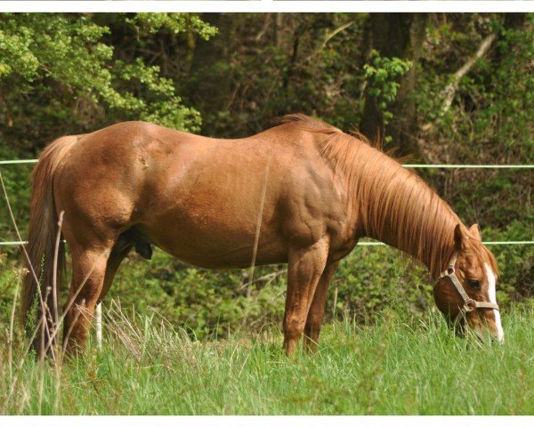 Deckhengst The Sundae King Barr (Quarter Horse, 2007, von Sporty King Barr 234)