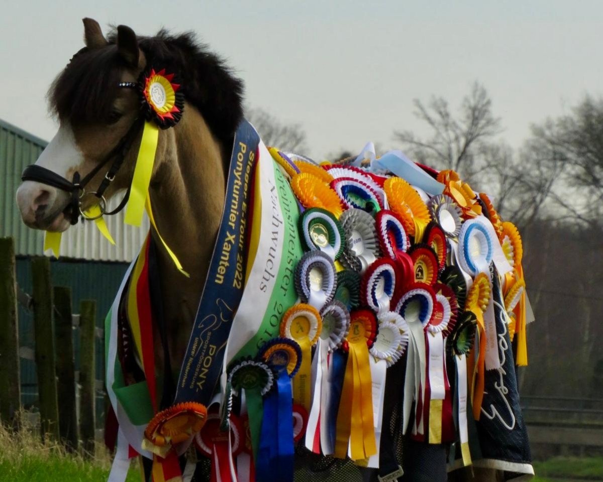 dressage horse Abercippyn Jobee (Welsh mountain pony (SEK.A), 2010, from Escley Tumble)
