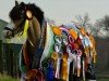 dressage horse Abercippyn Jobee (Welsh mountain pony (SEK.A), 2010, from Escley Tumble)