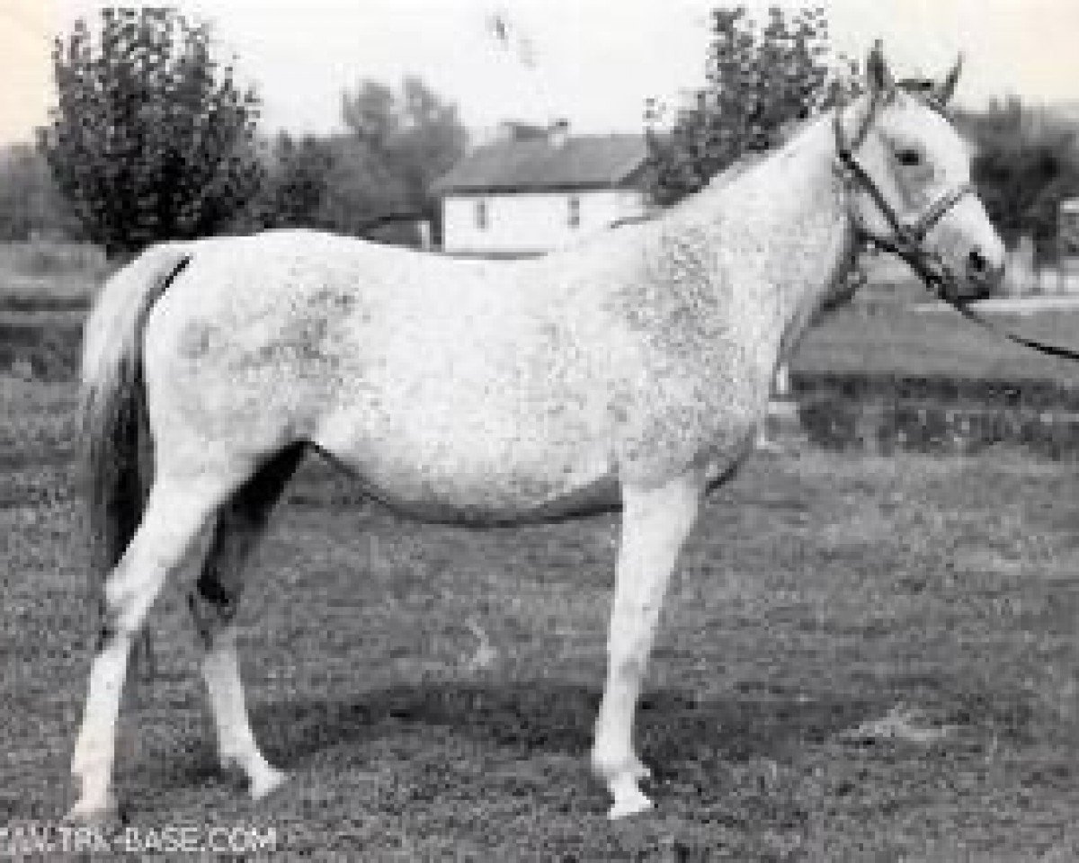 broodmare Novinka ox (Arabian purebred, 1962, from Arax 1952 ox)