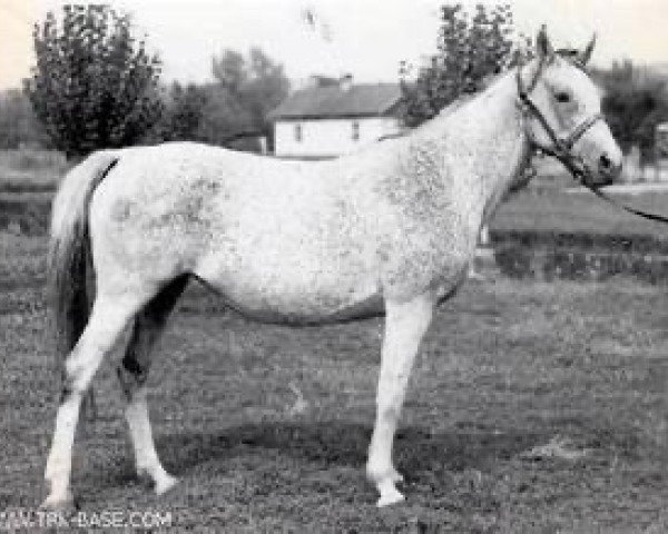 broodmare Novinka ox (Arabian thoroughbred, 1962, from Arax 1952 ox)