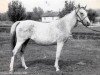 broodmare Novinka ox (Arabian thoroughbred, 1962, from Arax 1952 ox)