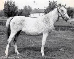 broodmare Novinka ox (Arabian thoroughbred, 1962, from Arax 1952 ox)