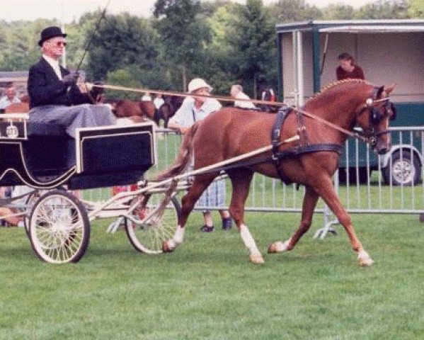 stallion Arenberg's Maurits (New Forest Pony, 1990, from Merrie Moscan)