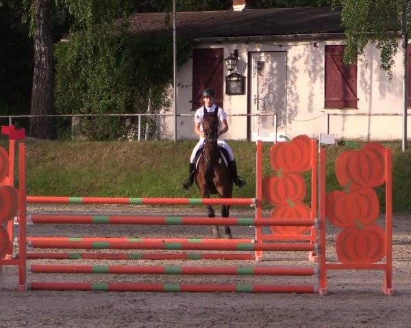 Reitturnier Lgl.-Oberhain, B95 2024