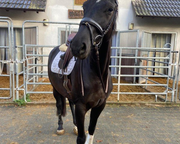 dressage horse Fine Lady 25 (Oldenburg, 2017, from Fürsten-Look)