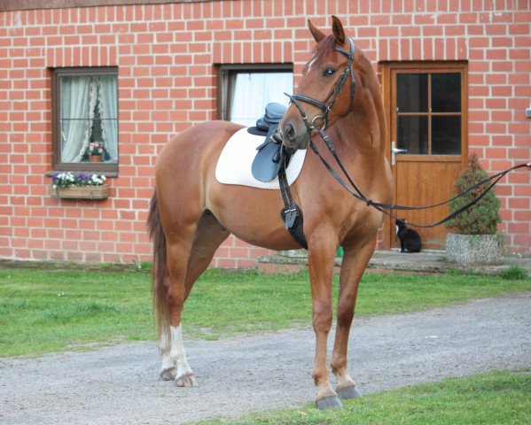 horse Capri (Oldenburg, 2011, from Cordial Medoc)