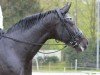 dressage horse Simply Nice 5 (Oldenburg, 2014, from San Amour I)