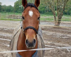 jumper For Joy (Oldenburg show jumper, 2017, from For Pleasure)