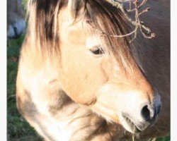 stallion Mirco (Fjord Horse, 1981, from Malte)