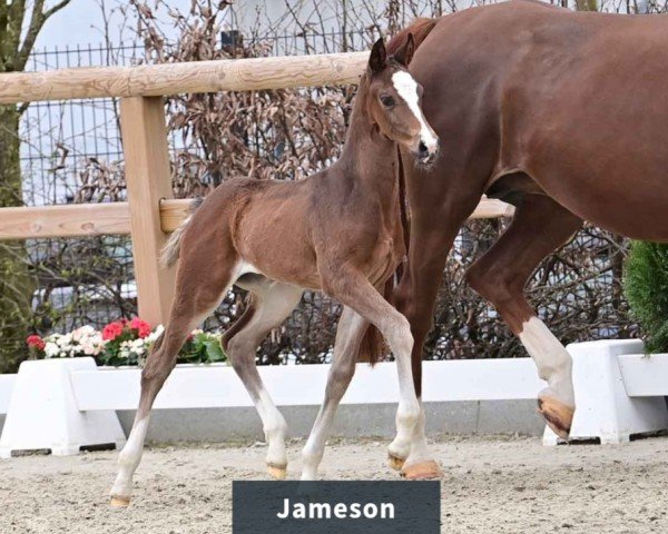 foal by Stute von Johnny Depp / Negro (Oldenburg, 2024, from Johnny Depp)