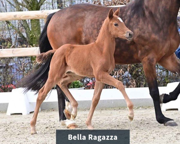 foal by Stute von Bon Courage / Bordeaux (Oldenburg, 2024, from Bon Courage 4)