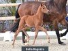 foal by Stute von Bon Courage / Bordeaux (Oldenburg, 2024, from Bon Courage 4)