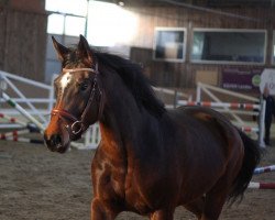 dressage horse Fidelia 175 (Hanoverian, 2010, from Fidertanz)