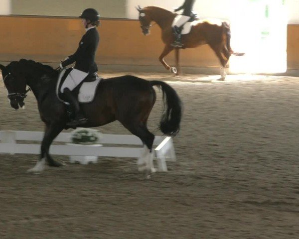 Reitturnier Hildesheim-Steuerwald 2024