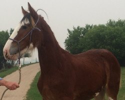 broodmare Hill Topper Malibu's Cali (Clydesdale, 2014, from Willow Way Keystone)