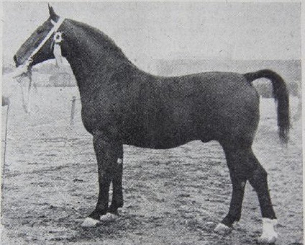 stallion Camillo (Groningen, 1951, from Cambinus)