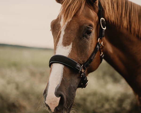 Dressurpferd Totally Vaccinated (Ungarisches Warmblut, 2021, von Totillah)