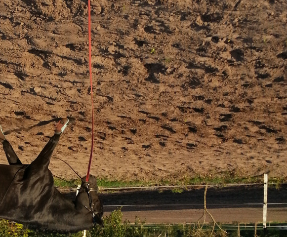 jumper Naseweis (German Riding Pony,  , from Nando Navano)