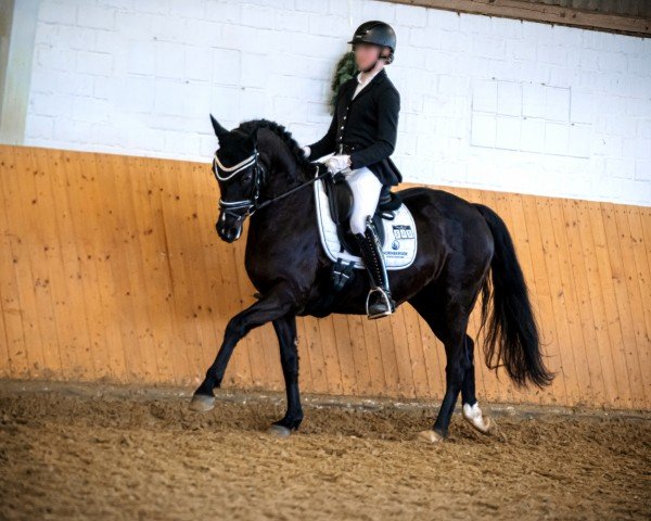 broodmare Steendieks Grace (German Riding Pony, 2008, from Champion)