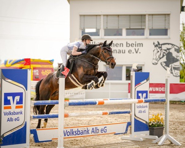 jumper Titiwu BLD (German Sport Horse, 2015, from Toulon)