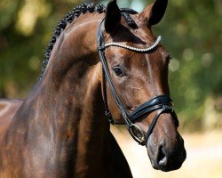 dressage horse Flame (Westphalian, 2018, from For Emotion 6)