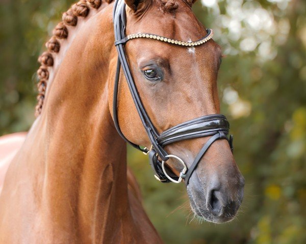 dressage horse Escalastica (Oldenburg, 2019, from Escamillo)