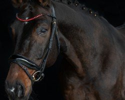 jumper Zombie 10 (Oldenburg show jumper, 2010, from Zandor Z)