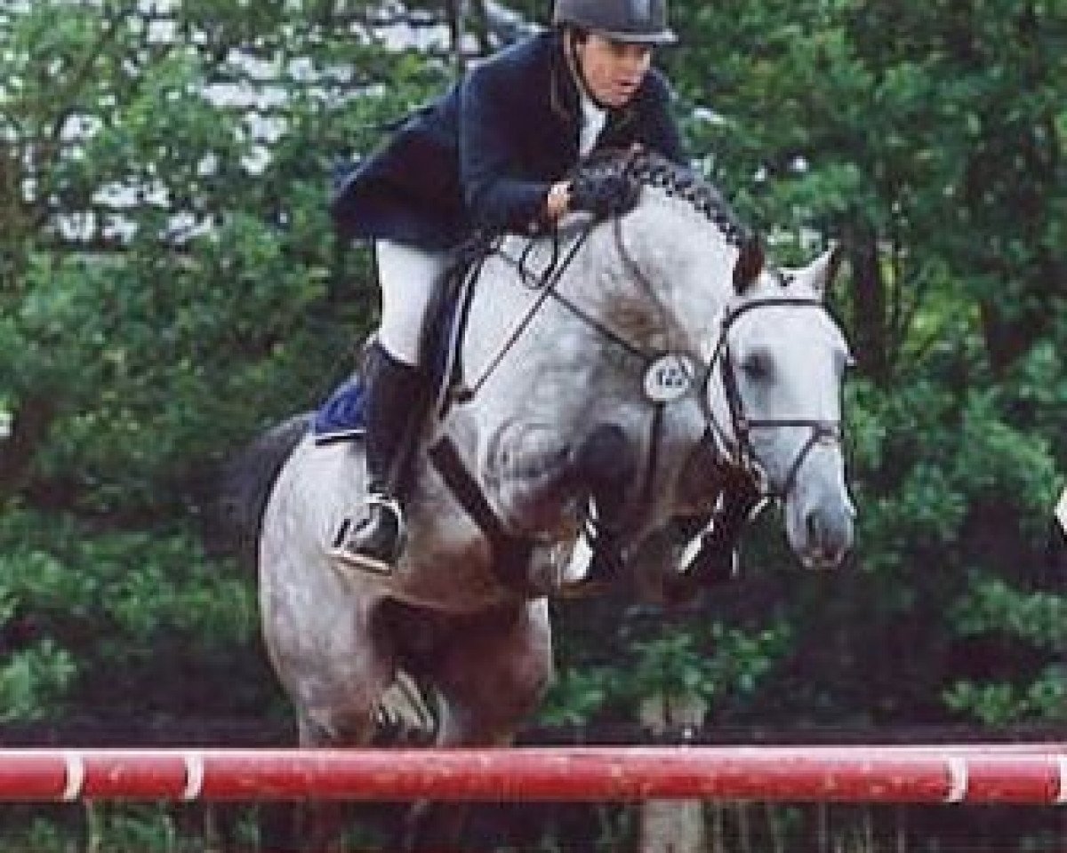 stallion Canadian River (Holsteiner, 1994, from Capitol I)