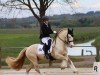 Pferd Abbeyfield Cream Boy (Welsh-Cob (Sek. D), 2014, von Thorneyside Golden Boy)