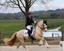 Dressurpferd Abbeyfield Cream Boy (Welsh-Cob (Sek. D), 2014, von Thorneyside Golden Boy)