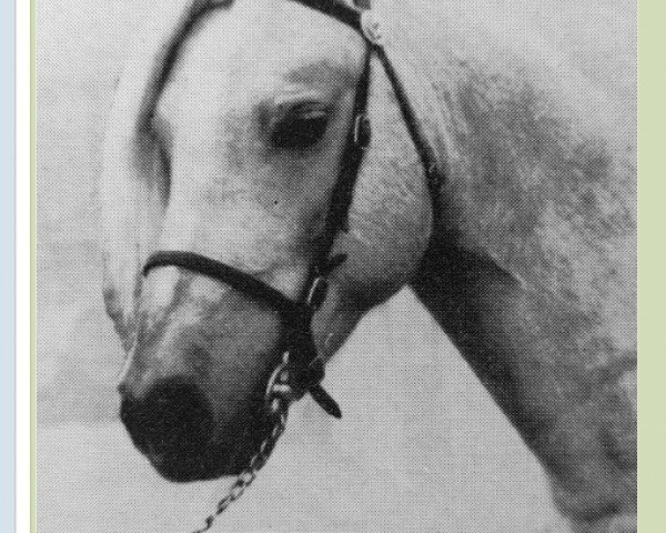 stallion Belvoir Talisman (Welsh mountain pony (SEK.A), 1958, from Cui Florin)