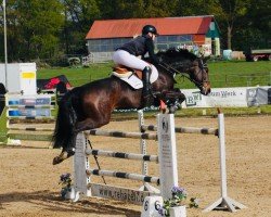 jumper Camie 10 (Oldenburg show jumper, 2017, from K.i Checkter)