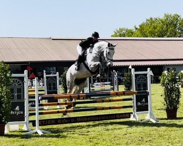 Springpferd Carl-Heinz S (Hannoveraner, 2018, von VDL Cardento 933)