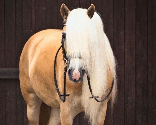 dressage horse Allegra (unknown, 2012)