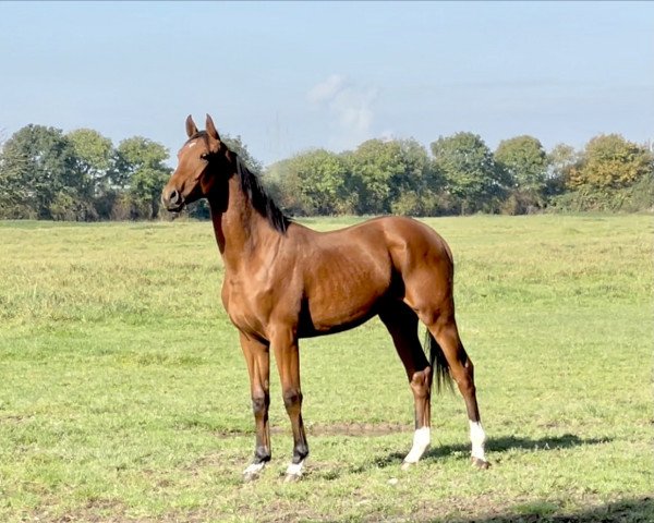 dressage horse Vecino (Hanoverian, 2020, from Valverde NRW)