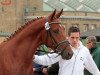 dressage horse Aviator Red (Trakehner, 2010, from Editorial)