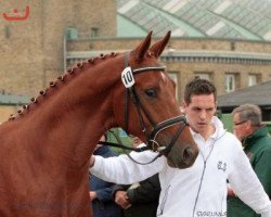 dressage horse Aviator Red (Trakehner, 2010, from Editorial)