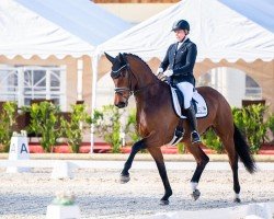 dressage horse Voundation (Rhinelander, 2019, from Vitalis)