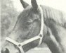 Zuchtstute Ylme (Koninklijk Warmbloed Paardenstamboek Nederland (KWPN), 1966, von Porter)