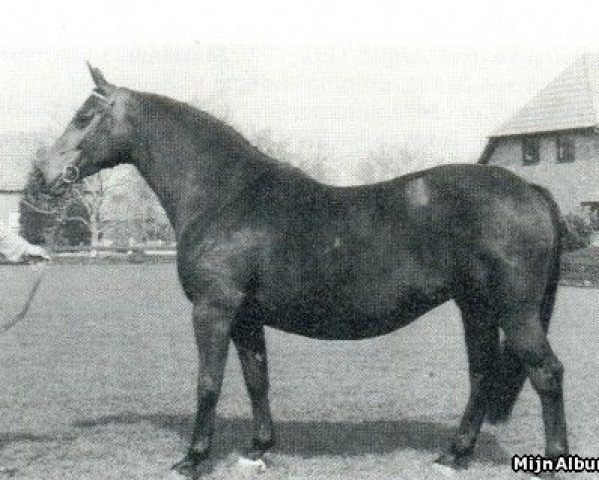 broodmare Tivoli (KWPN (Royal Dutch Sporthorse), 1977, from Amor)