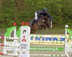 broodmare Vineta 12 (German Sport Horse, 2016, from Landskron 3)