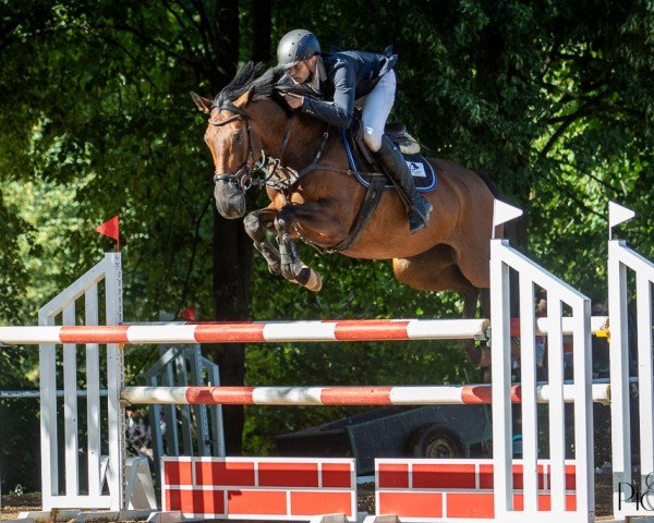 jumper Cataleya M (Polish Warmblood, 2017, from It's me du Mesnil)