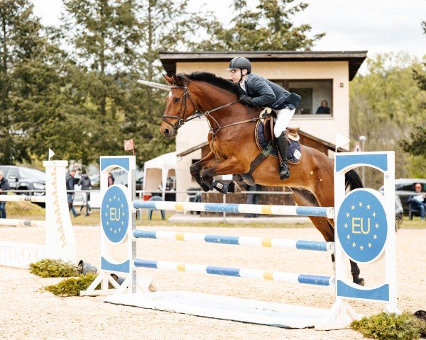 jumper Quick Bobby HD (Belgian Warmblood, 2016, from van Gogh)