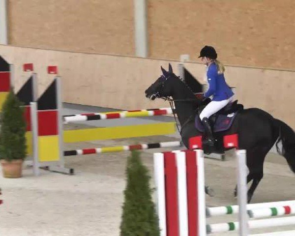 broodmare Gianna Nannini 14 (Oldenburg show jumper, 2010, from Gabbiano 9)